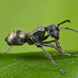 black ant