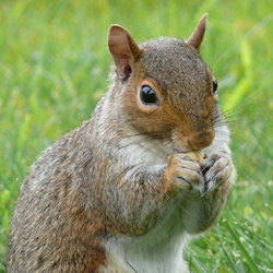 Grey Squirrel